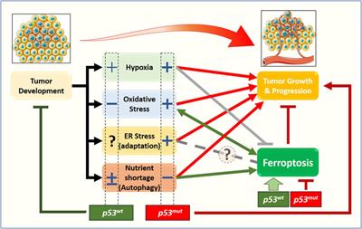 Wild-type and mutant p53 in cancer-related ferroptosis. A matter of stress management?